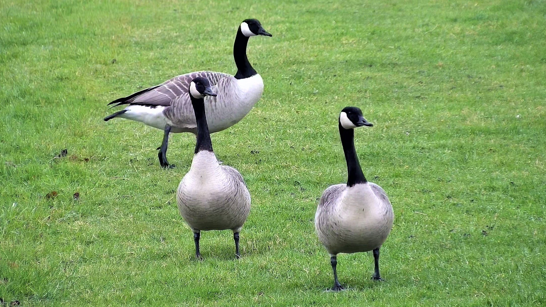 Geese